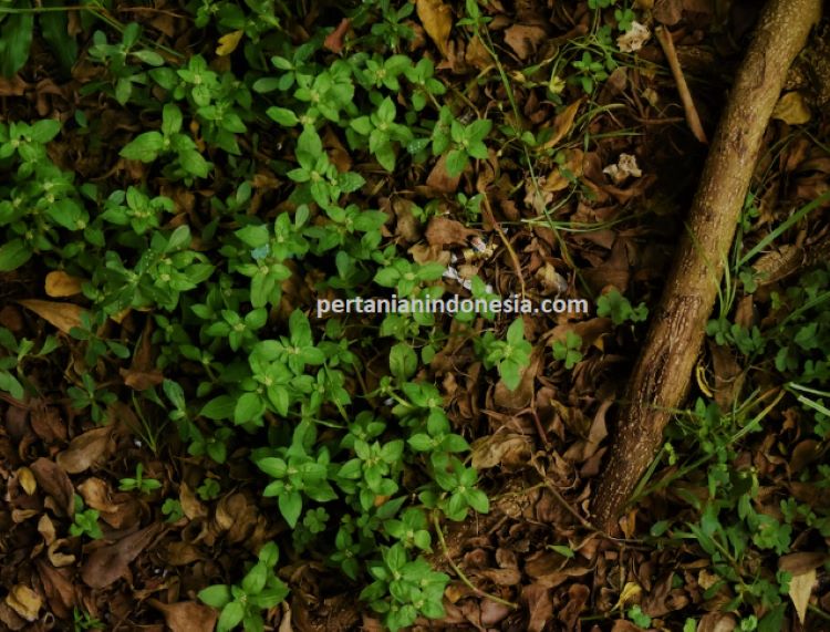 Racun Rumput, Gulma, Roundup, Roundup Adalah, Harga Roundup, Roundup Rumput, Roundup Harga, Pertanian Indinesia